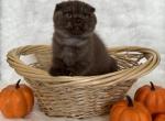 Chocolate Scottish Fold Male Kitten - Scottish Fold Kitten For Sale - 