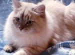 Blondy  Browny  Baci - Siberian Kitten For Sale - Toronto, on, CA