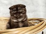 Mocha Scottish Fold Female Kitten - Scottish Fold Kitten For Sale - 