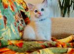 Sunny - Ragdoll Kitten For Sale - 