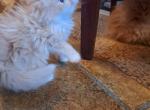 WIGGLES Litter - Persian Kitten For Sale - Sumner, WA, US