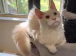 Very beautiful red Shaded boy pure Main Coon - Maine Coon Kitten For Sale - FL, US