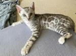 Snows bengals - Bengal Kitten For Sale - Lake Elsinore, CA, US