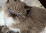 Sepia chocolate mitted with white chest - Ragdoll Kitten For Sale - San Diego, CA, US