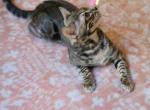 Yuri - Bengal Kitten For Sale - Lexington, SC, US