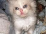 bunny litter - Ragdoll Kitten For Sale - 