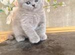 BRITISH SHORTHAIR KITTENS GIRL - British Shorthair Kitten For Sale - CT, US