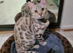 Cali - Bengal Kitten For Sale - 