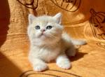 Éclair - British Shorthair Kitten For Sale - 