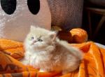 Lemon Meringue - British Shorthair Kitten For Sale - 