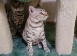 Mel - Bengal Kitten For Sale - 