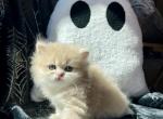 Apple Pie - British Shorthair Kitten For Sale - 