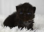 Missy - Persian Kitten For Sale - 