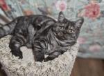 Jules - British Shorthair Kitten For Sale - Grand Rapids, MI, US