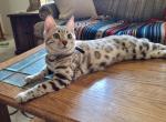 Cleo - Bengal Kitten For Sale - 