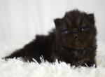 Henry - Persian Kitten For Sale - 