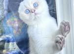 White blue - Scottish Fold Kitten For Sale - 