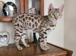 Minerva - Bengal Kitten For Sale - Los Angeles, CA, US