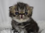 Ollie - Persian Kitten For Sale - 