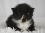 Rocky - Persian Kitten For Sale - 