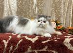 Blue Tabby & White Persian Female - Persian Kitten For Sale - 