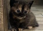 Rachel Rug Hugger Munchkin - Munchkin Kitten For Sale - 