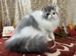 Silver Tabby & White Persian Female - Persian Kitten For Sale - 