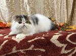 Brown Tabby & White Persian Male - Persian Kitten For Sale - 