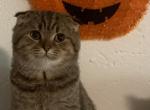 Kirill - Scottish Fold Kitten For Sale - Philadelphia, PA, US