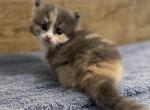 Tasha  Munchkin Pending sale - Munchkin Kitten For Sale - 