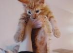 Aries - Maine Coon Kitten For Sale - Los Angeles, CA, US