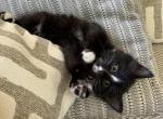 Bella - Domestic Kitten For Sale - 