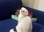 Casper - Scottish Fold Kitten For Sale - 