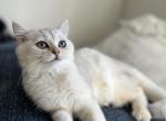 Pearl - Scottish Straight Kitten For Sale - 