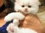 Pure British semiLonghair - British Shorthair Kitten For Sale - Carmel, IN, US