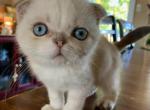 Button - Scottish Fold Kitten For Sale - Levittown, PA, US