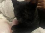 Sienna - Domestic Kitten For Sale - New Brunswick, NJ, US