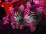 Ready Nov 4th 1 Male left - Maine Coon Kitten For Sale - Reading, PA, US