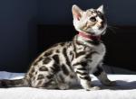 Sakura - Bengal Kitten For Sale - CO, US