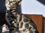 Kyoto - Bengal Kitten For Sale - 