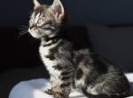 Akuma - Bengal Kitten For Sale - 