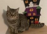 Boris - Scottish Straight Kitten For Sale - 