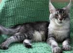 Zahar - Maine Coon Kitten For Sale - New York, NY, US