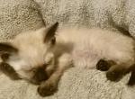 Siamese minis - Balinese Kitten For Sale - 