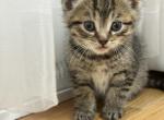 Maple - British Shorthair Kitten For Sale - 