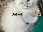 Uutred - Siberian Kitten For Sale - VA, US