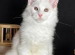 Absolut - Maine Coon Kitten For Sale - New York, NY, US