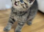 Pumpkin - British Shorthair Kitten For Sale - 