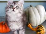 Elsa polydactyl - Maine Coon Kitten For Sale - New Park, PA, US