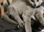 Parrow - Russian Blue Kitten For Sale - Spartanburg, SC, US